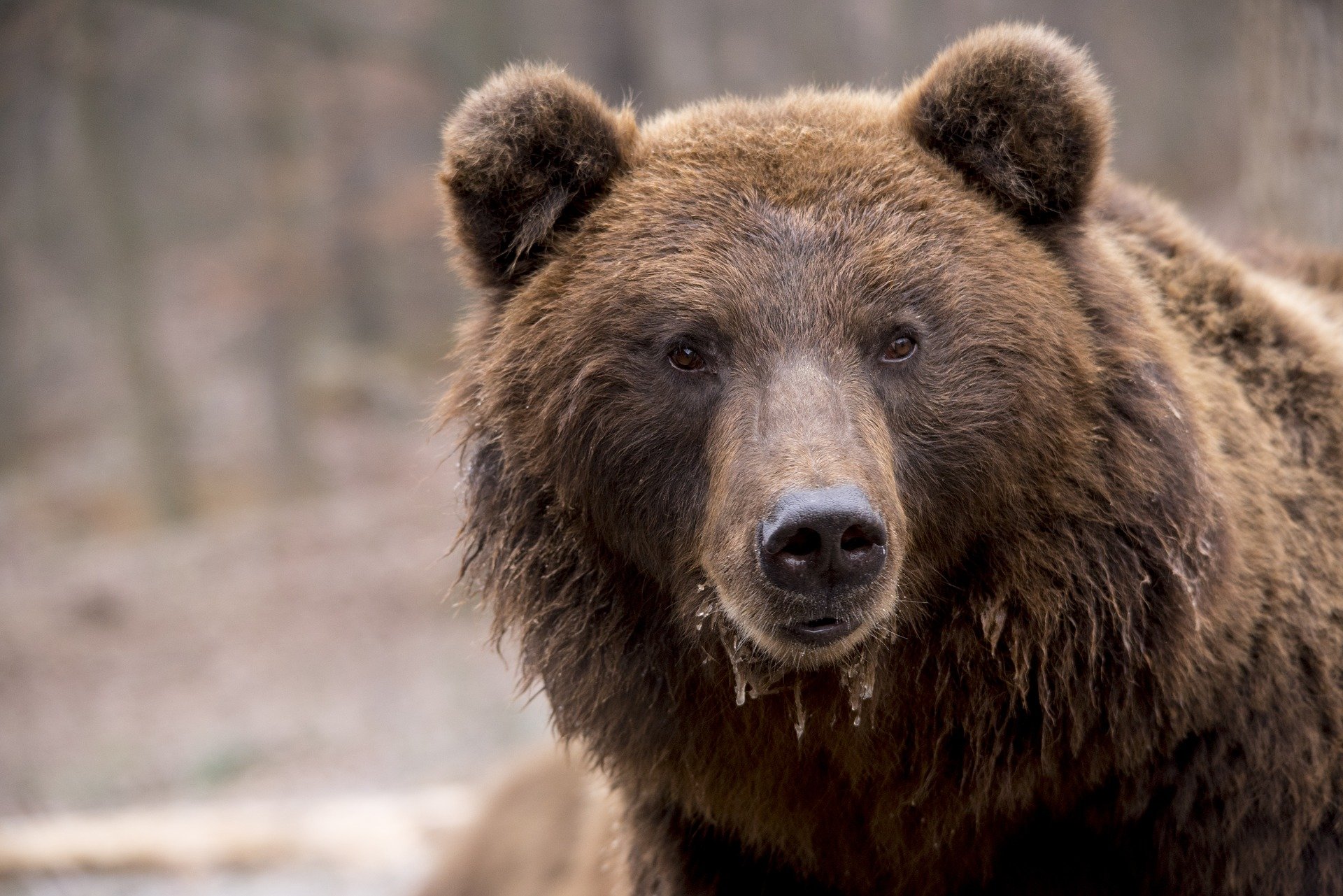 В Красноярском крае эвакуировали пострадавшего от медведя охотника
