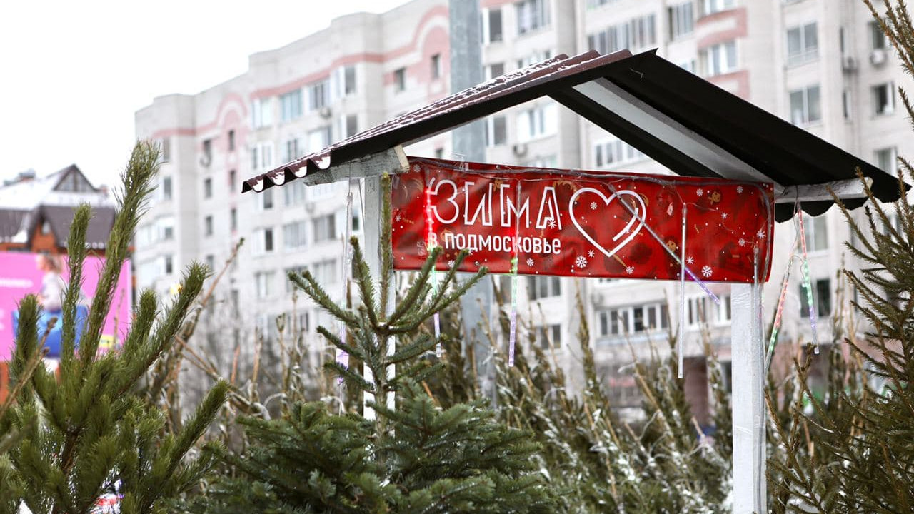 В Московской области готовятся к открытию елочные базары