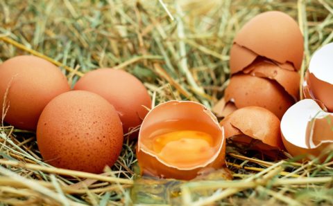 Россельхознадзор запретит поставки яиц и цыплят из нескольких немецких ферм