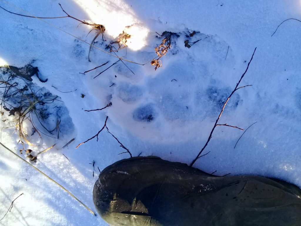 В Якутии обнаружили следы амурского тигра