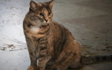 Кошка Серафима стала хранительницей Петропавловской крепости