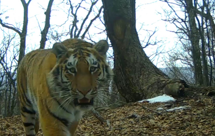 Неизвестный в Приморье убил краснокнижного амурского тигра