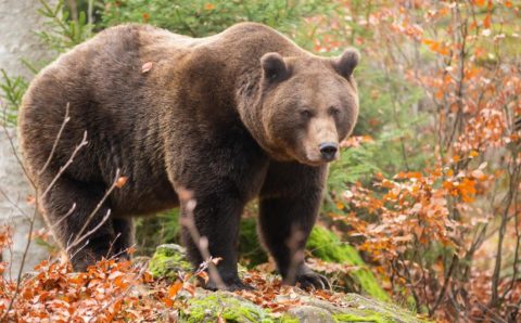 В Калужской области оштрафовали предпринимателя за издевательства над медведем