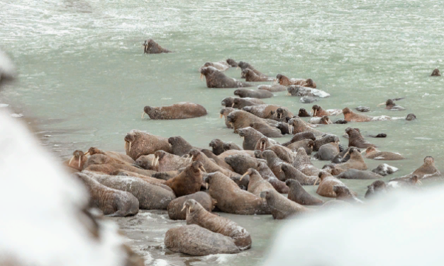 Численность моржей на побережье Карского моря достигла 2 тысяч особей