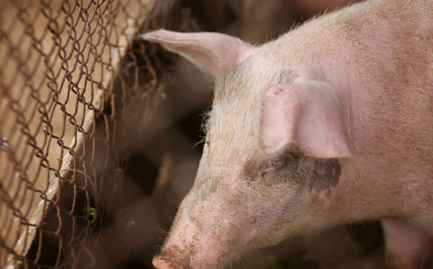 В Приморье ликвидировали 24 очага африканской чумы свиней