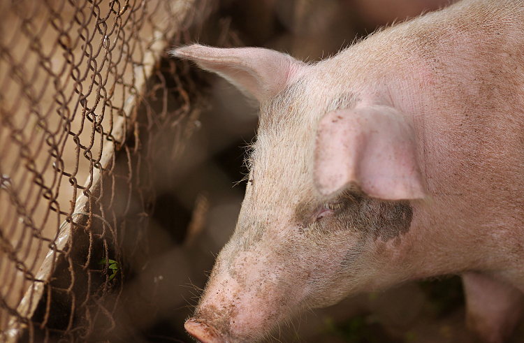 В Приморье ликвидировали 24 очага африканской чумы свиней