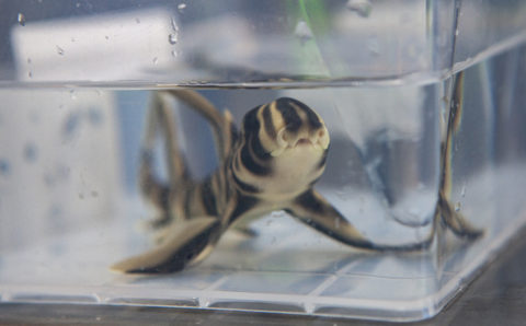 Детёныш древней акулы появился на свет в Приморском океанариуме