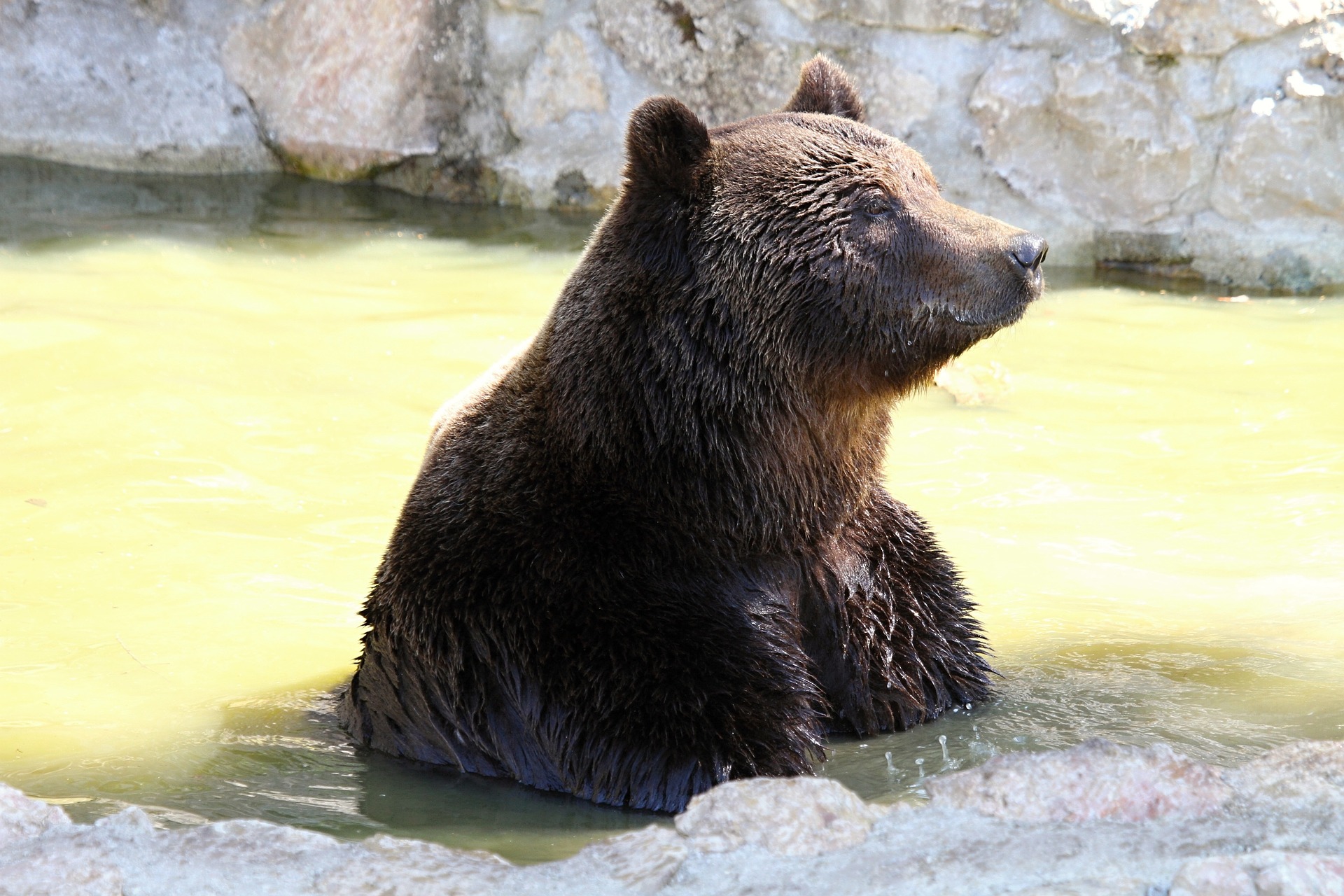 Егеря в Приморье второй день ищут медведя, напавшего на человека