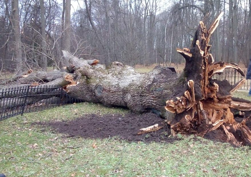 Ураган повалил «Тургеневский дуб» в Орловской области