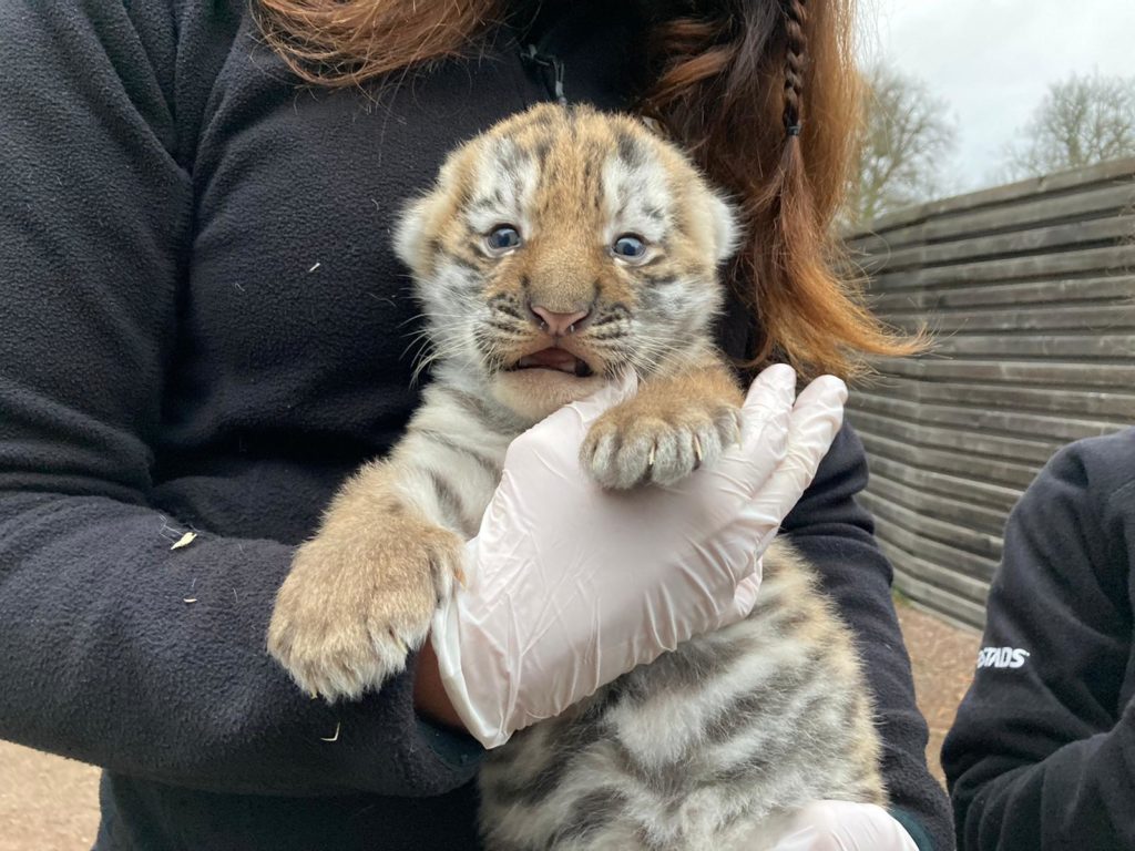 У спасенной в Приморье тигрицы появился детёныш