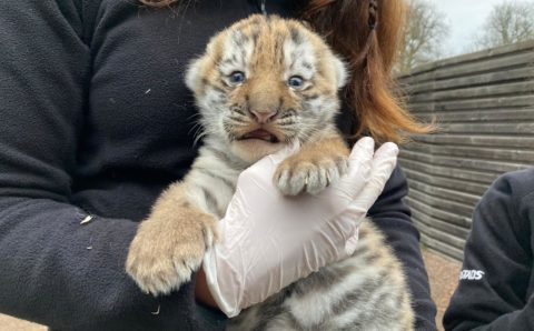У спасенной в Приморье тигрицы появился детёныш