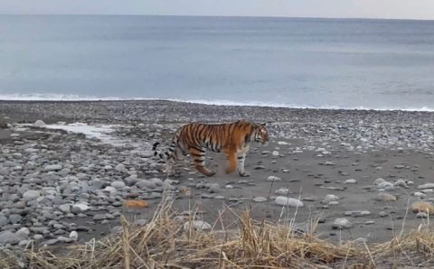 Молодая тигрица заняла туристическое побережье в Приморье