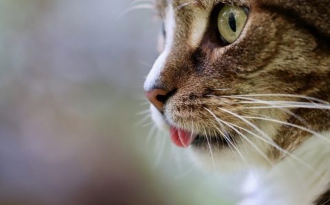 Жительница Кубани отсудила почти миллион рублей за «бракованных» кошек
