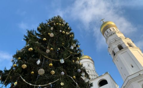В подмосковном лесничестве спилили главную елку России