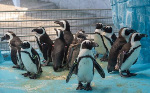 Очковые пингвины Мотя и Толстая дали первое потомство