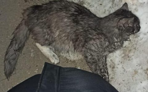 Иркутские пожарные реанимировали двух кошек после пожара