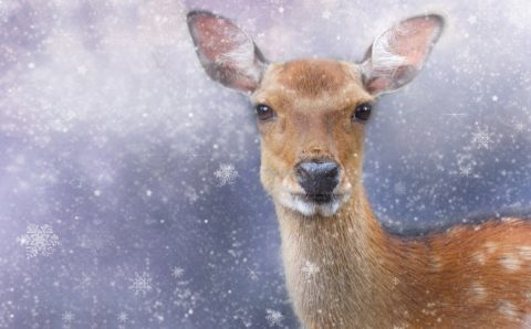 Мужчина в Биробиджане застрелил сибирскую косулю у городской больницы