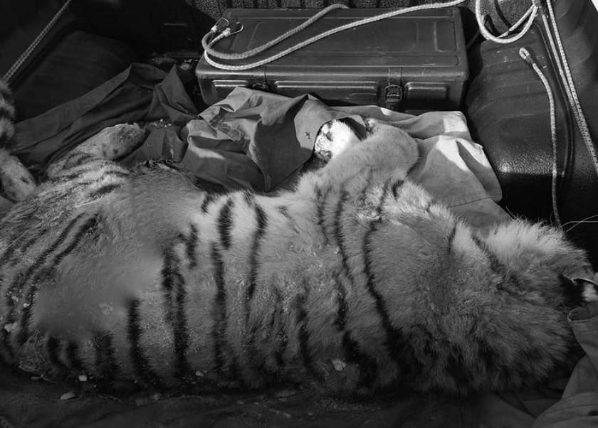 Легковая машина насмерть сбила краснокнижного амурского тигра в Приморье