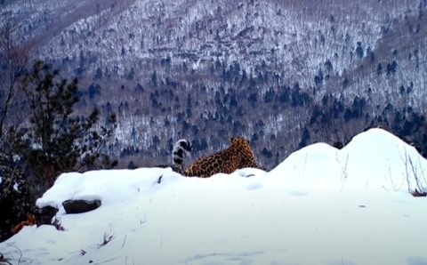 «Песня» редкого леопарда попала на видео в Приморье