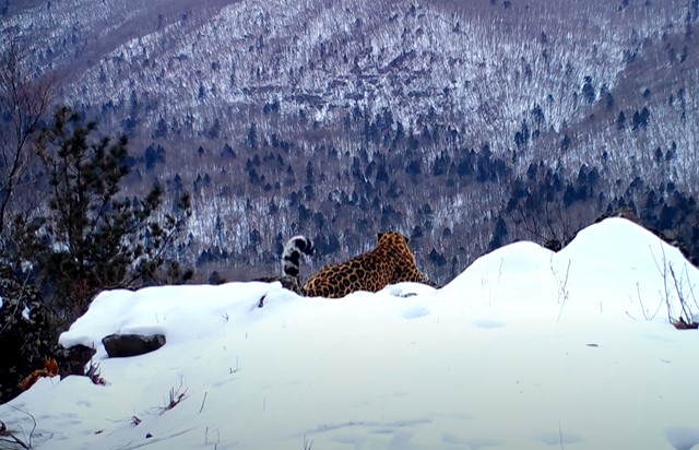 «Песня» редкого леопарда попала на видео в Приморье