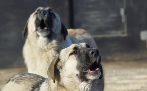 Власти Читы ввели режим повышенной готовности из-за агрессивных бездомных собак