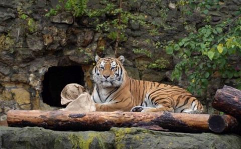 Тигр Степан из московского зоопарка переносит зиму «как настоящий амурец»