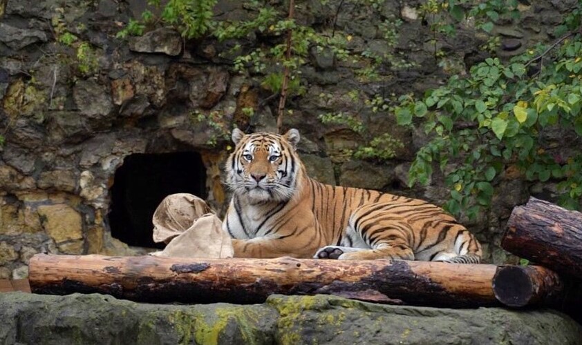 Тигр Степан из московского зоопарка переносит зиму «как настоящий амурец»
