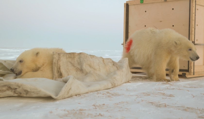 Белые медвежата Хара и Савэй на Ямале во второй раз прибились к людям