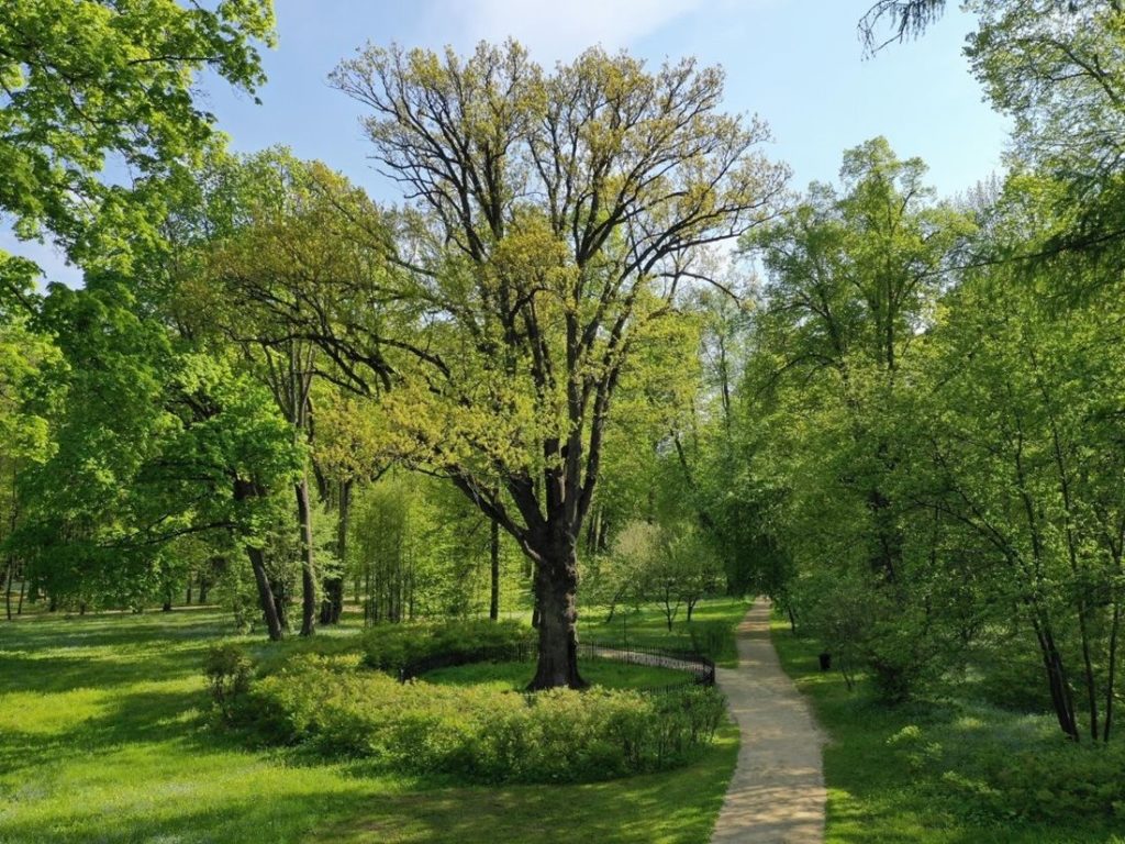 Тургеневский дуб стал номинантом на конкурс «Европейское дерево года – 2022»