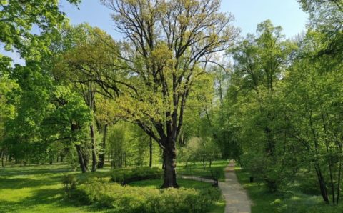 Тургеневский дуб стал номинантом на конкурс «Европейское дерево года – 2022»