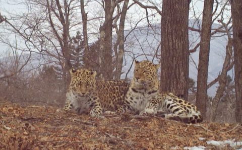 13-летний леопард нашел себе молодую пару в национальном парке в Приморье