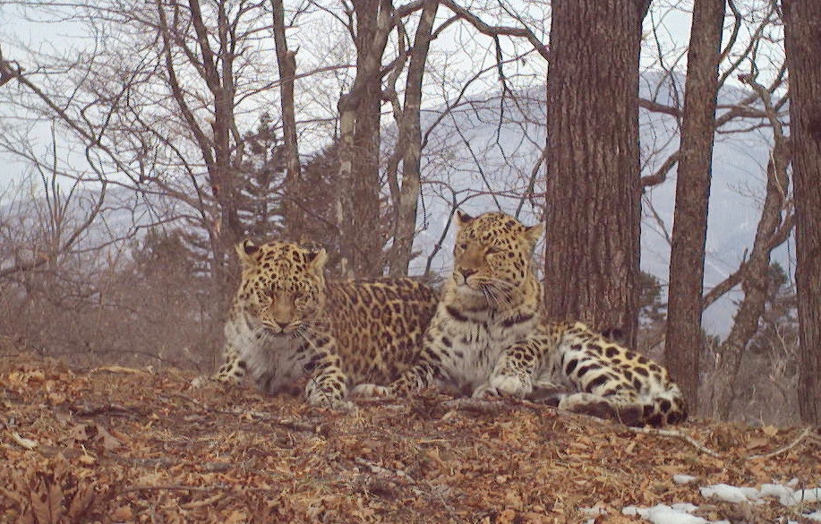 13-летний леопард нашел себе молодую пару в национальном парке в Приморье