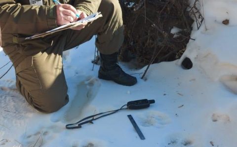 В Приморье специалисты посчитали тигров по следам на снегу