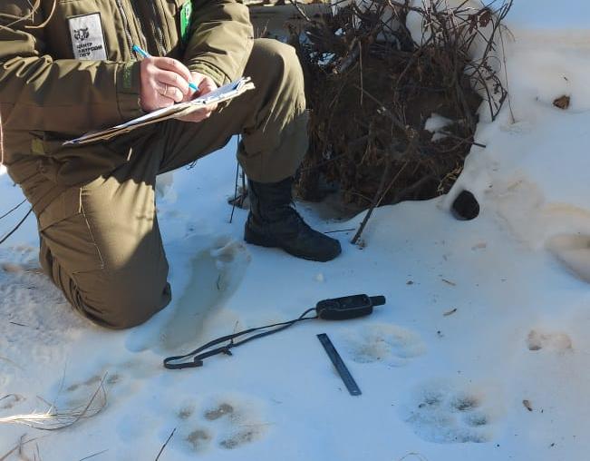 В Приморье специалисты посчитали тигров по следам на снегу