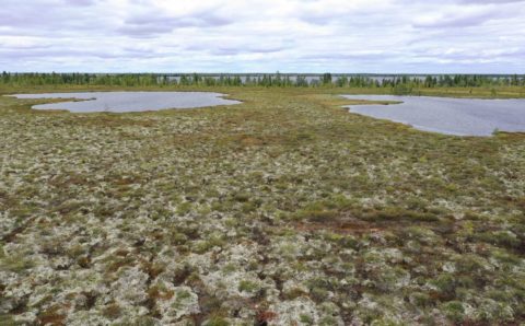 Российские ученые начали исследование бугристых болот Сибири и Арктики