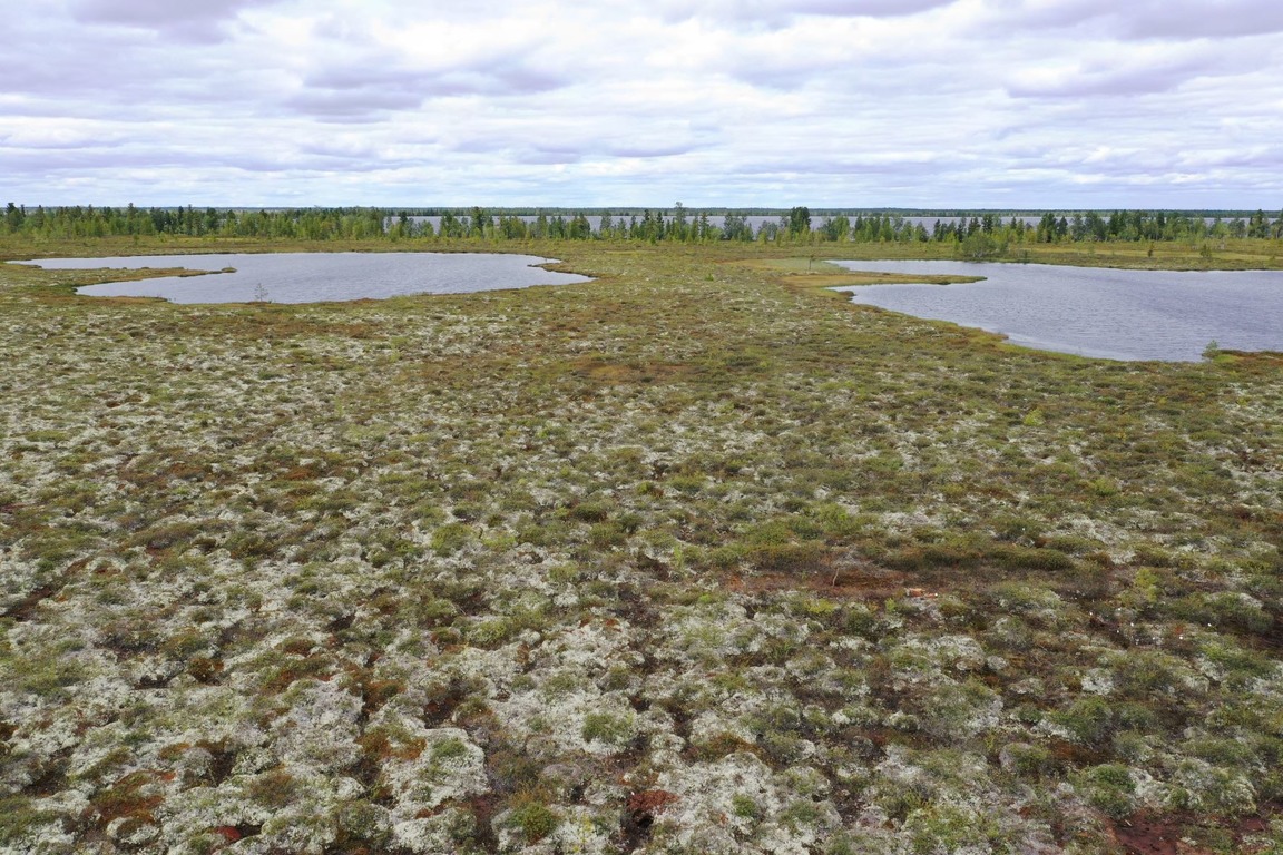Российские ученые начали исследование бугристых болот Сибири и Арктики