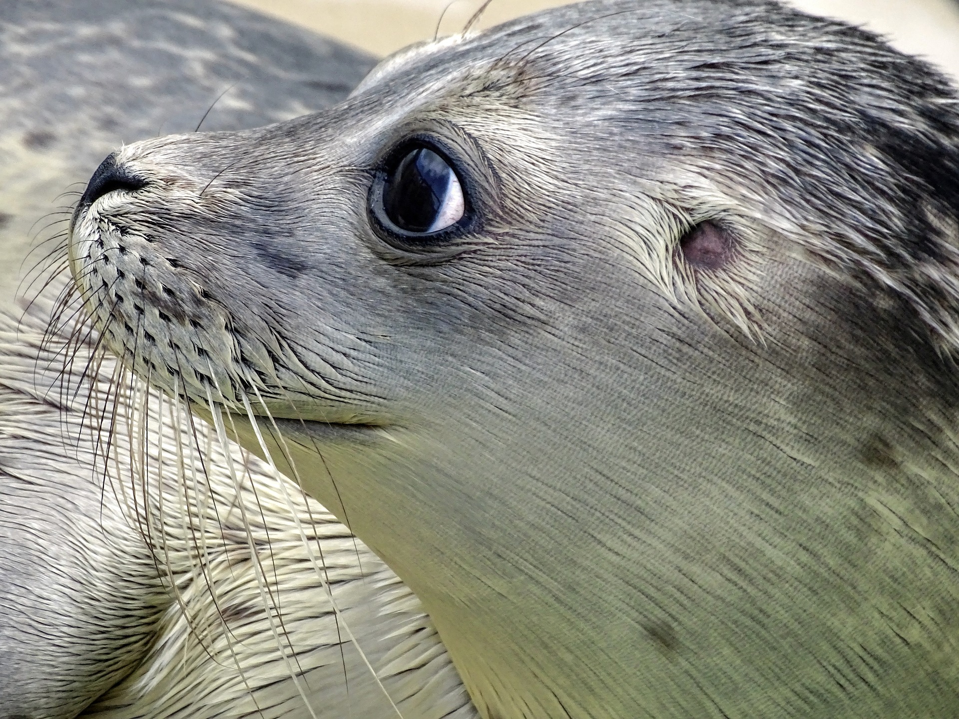 В Приморье освободили тюленя, занырнувшего в плавучий док