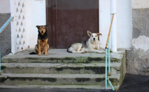 В Севастополе проводят проверку из-за массового отравления собак в парке