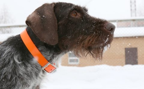 Дратхаар Гретта из Казани стала лучшей собакой-спасателем России