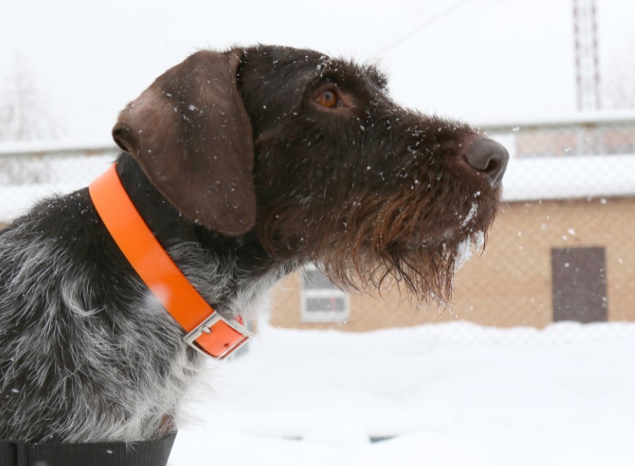 Дратхаар Гретта из Казани стала лучшей собакой-спасателем России