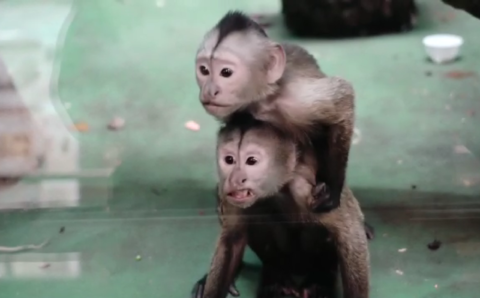 Крошечный капуцин-плакса появился на свет в Московском зоопарке