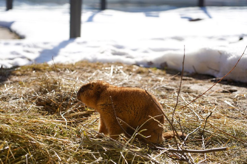 В Московском зоопарке сурки раньше времени вышли из зимней спячки