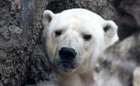 Белый медведь чуть не задрал жителя Чукотки