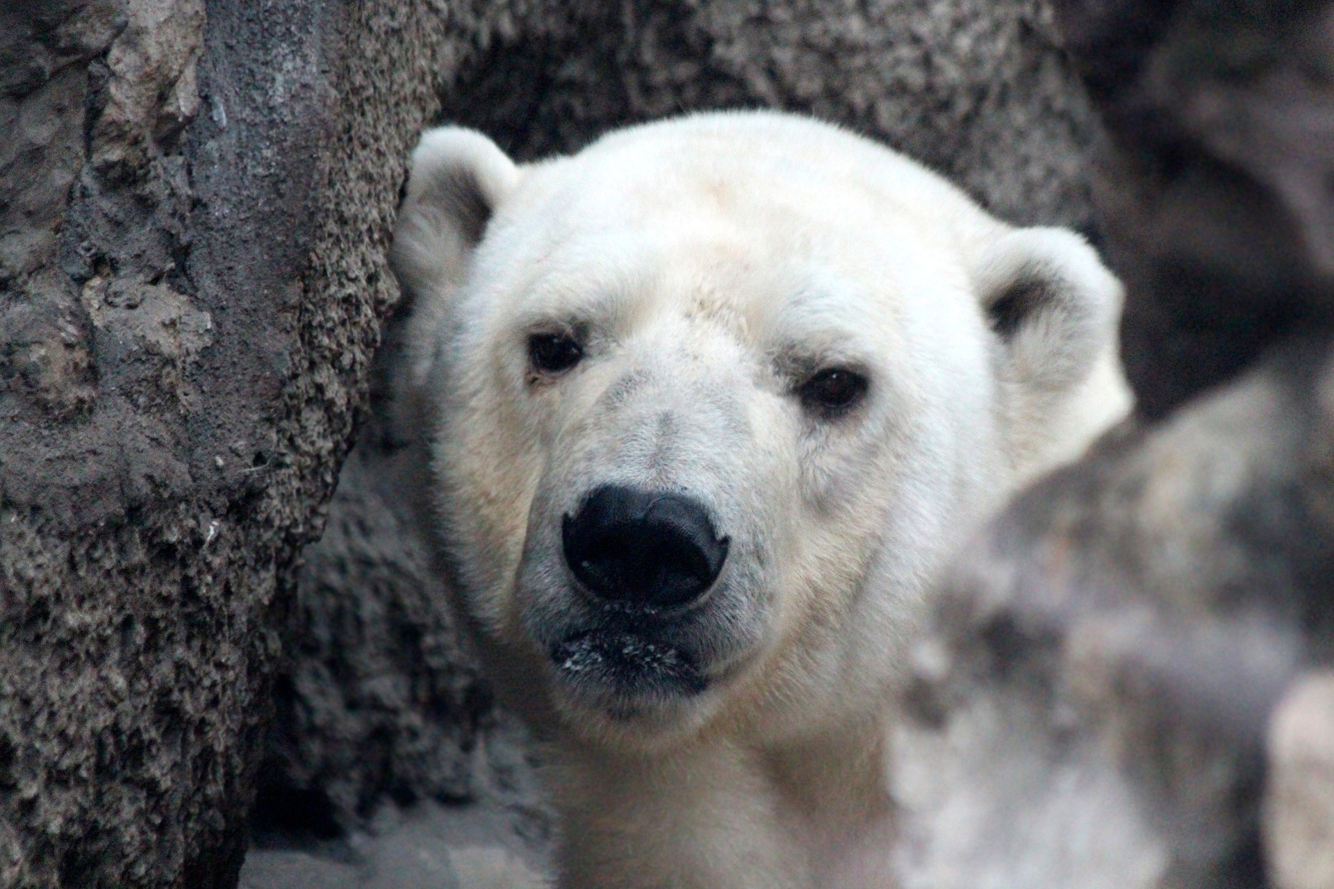 Белый медведь чуть не задрал жителя Чукотки