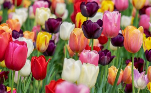 Весной и летом в Москве распустятся 55 млн цветов