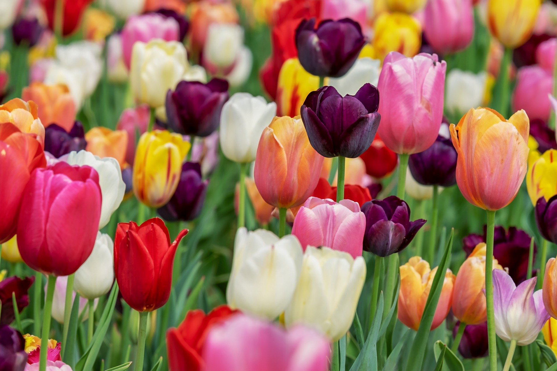 Весной и летом в Москве распустятся 55 млн цветов