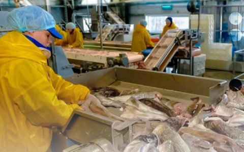 Рыбный завод на Сахалине готов снабдить продукцией всю Россию