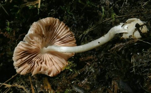 В Западной Сибири обнаружен неизвестный до сегодняшнего дня вид гриба