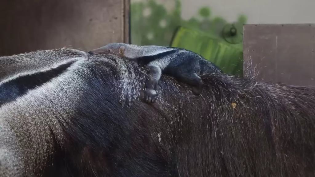 Второй случай размножения гигантских муравьедов в РФ пришёлся на Новосибирский зоопарк