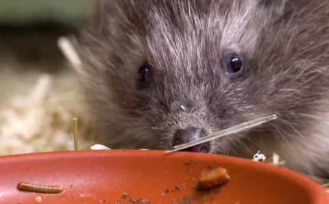 Вышедшие из спячки в Московском зоопарке белогрудые ежи потеряли 35% массы